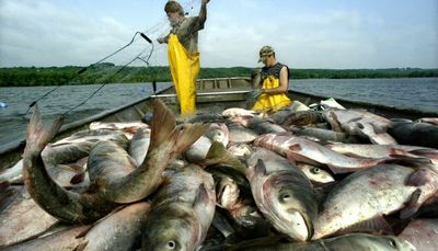 Can Illinois turn Asian carp into Chilean sea bass?