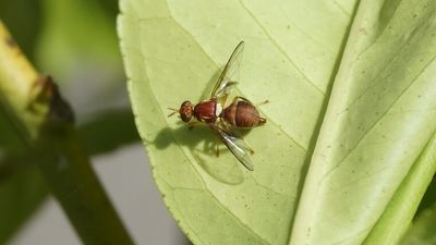 South Australia's $1.4b horticulture industry under threat from continued fruit fly outbreaks
