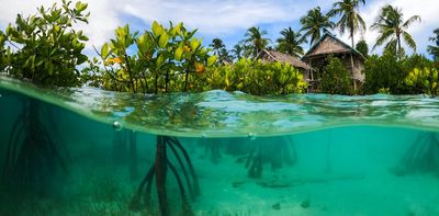 After decades of loss, the world's largest mangrove forests are set for a comeback