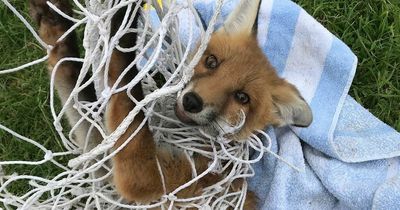 Bristol RSPCA rescues fox caught in football net at Bristol school