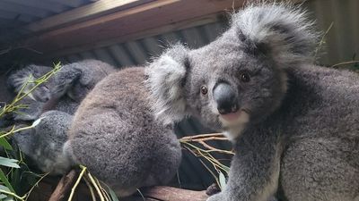 With koala numbers in decline, one lobby group has drafted its own protection legislation