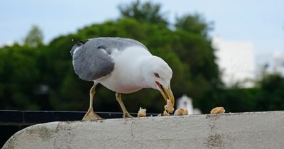 Seagull 'punched to death' after it stole a chip at Gloucester pub