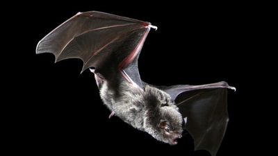 Microbats face extinction due to climate change, vegetation clearance