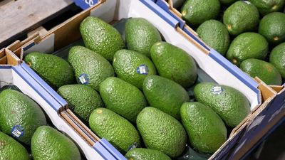 Avocado oversupply prompts calls for Australians to stock up while they're cheap