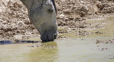 How to survive a megadrought: lessons from America