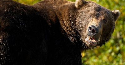 Huge bear mauls man to death in 'revenge attack' after being shot by hunter