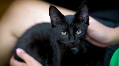 RSPCA Queensland looks to home hundreds of cats after trauma rehab program