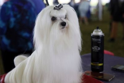 Westminster dog show gets 4 finalists, and one has NFL ties