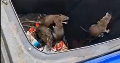 Shocking footage shows moment Scots mum discovers NINE rats trapped in her wheelie bin