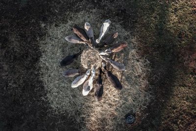 Chinese demand for exotic cures switches to donkey skins