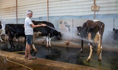 Fans, sprinklers and cold baths for cows: India’s dairy farmers face searing heat