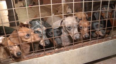 Mercy Dasch: Dozens Of Loveable Sausage Dogs Rescued From Cruel Puppy Farm