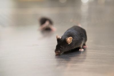 ‘Groundbreaking’ study regenerates and heals heart muscles in mice after heart attack