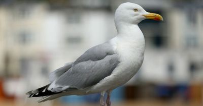 Wetherspoon ban for man after gull punched to death for stealing a chip