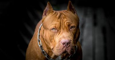 Dog owners warned pets could be put down if they 'look like' certain breeds