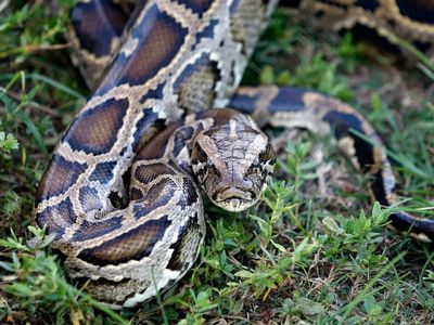 Want to hunt pythons in Florida this summer? This professional has tips