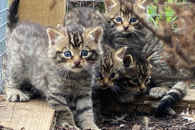 Ten gorgeous wildcat kittens born as efforts continue to restore population
