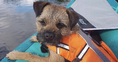Dog stolen from hammock on Loch Lomond island 'by men who fled on speedboat'