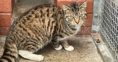 Stowaway cat found 250 miles away after tour of Scotland in back of delivery truck