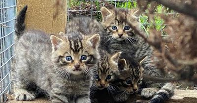 10 more wildcat kittens born at Highland park in adorable picture