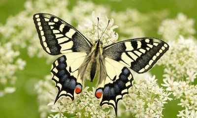 Britain’s largest butterfly at risk as fungal pathogens kill food source