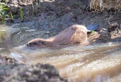 New mate promised for Sigourney Beaver