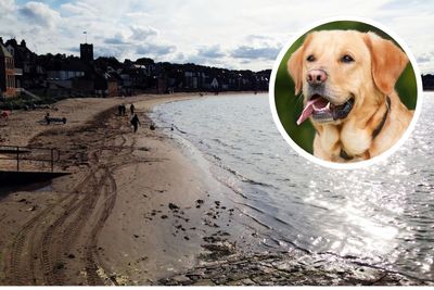 Warning to pet owners as dog takes ill after eating drugs on popular beach