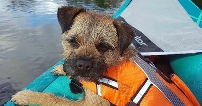 Scots dog stolen from hammock on Loch Lomond island by 'men who fled on speedboat'