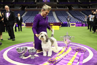 See every adorable dog that’s won Westminster Best in Show in the 2000s