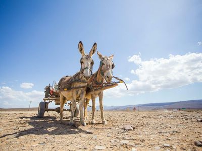 Chinese Demand For Exotic Cures Has Donkey Population Plunging In South Africa