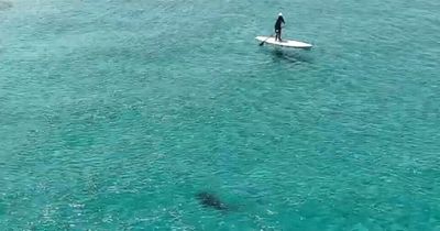 Huge shark swims just metres away from oblivious paddleboarder in chilling footage