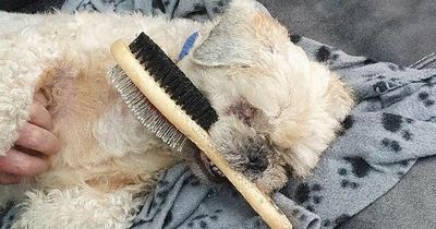 Blind dog who has fallen in love with grooming brush desperately needs new home