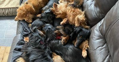 How many sausage dogs are in this picture? Owner's photo leaves dog lovers confused