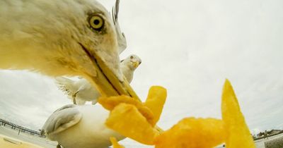 Wetherspoons bans punter after he punches seagull to death for stealing a chip
