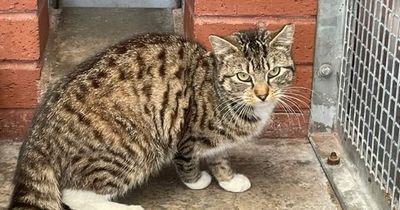 Maverick the cat discovered in Renfrewshire having travelled over 250 miles in lorry