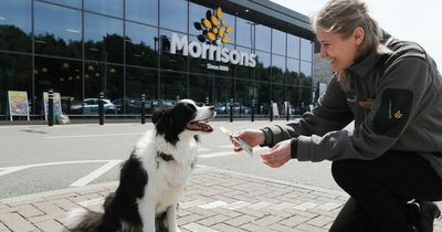 Morrisons is selling ice pops for your dog to keep cool in the summer heatwave