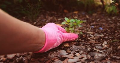 Mum declares £1.18 solution 'the best weed killer ever'