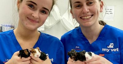 Vet performs rare caesarean section on a guinea pig - delivering six babies