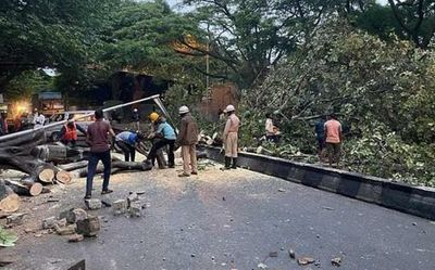 Labourer killed as tree falls on compound