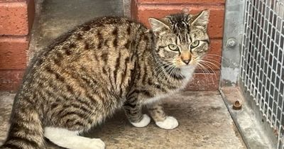 Desperate bid to track down owners of a cat found in the back of a lorry