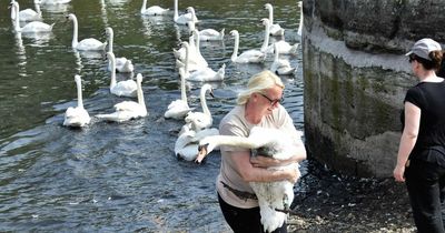 Swans moved to different town as canal crisis continues
