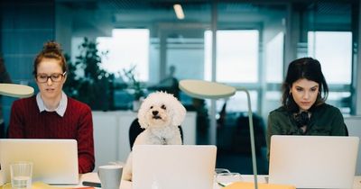 Bring Your Dog to Work day: Experts issue tips to make your office pet friendly