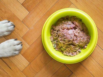 Freshpet Recalls Dog Food Sold At Target And Walmart Over Possible Salmonella Contamination