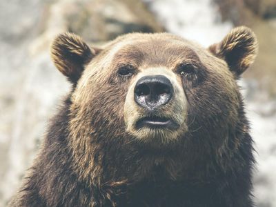 What It Means For US Stocks To Be In A Bear Market