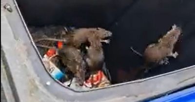 Mum opens wheelie bin to find NINE leaping rats inside as whole street plagued