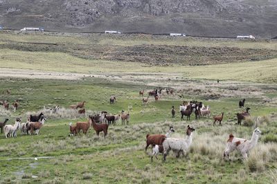 Road to Peru's Las Bambas copper mine blocked again by residents