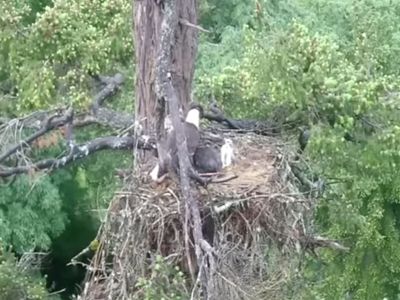 Eagle snatched baby hawk for dinner but ended up adopting it instead, says conservationists