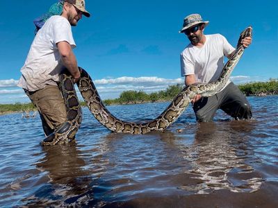 Florida team hauls in 18-foot, 215-pound Burmese python