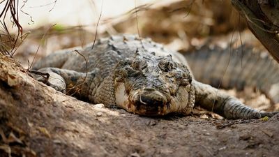 Crocodile frying pan attack prompts safety advice amid Northern Territory tourism season