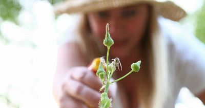 Mum claims simple home-made £1.18 solution is 'the best weed killer ever'